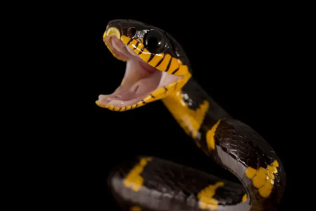 A mangrove snake, like the one currently missing from the Bronx Zoo.
